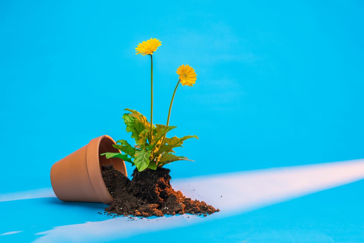 Ben plantats | © David del Val Ben plantats | © David del Val