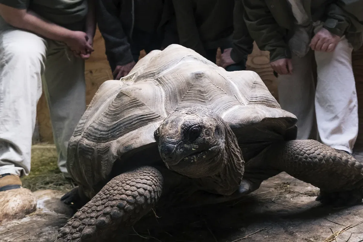 La Tortuga de Darwin La Tortuga de Darwin